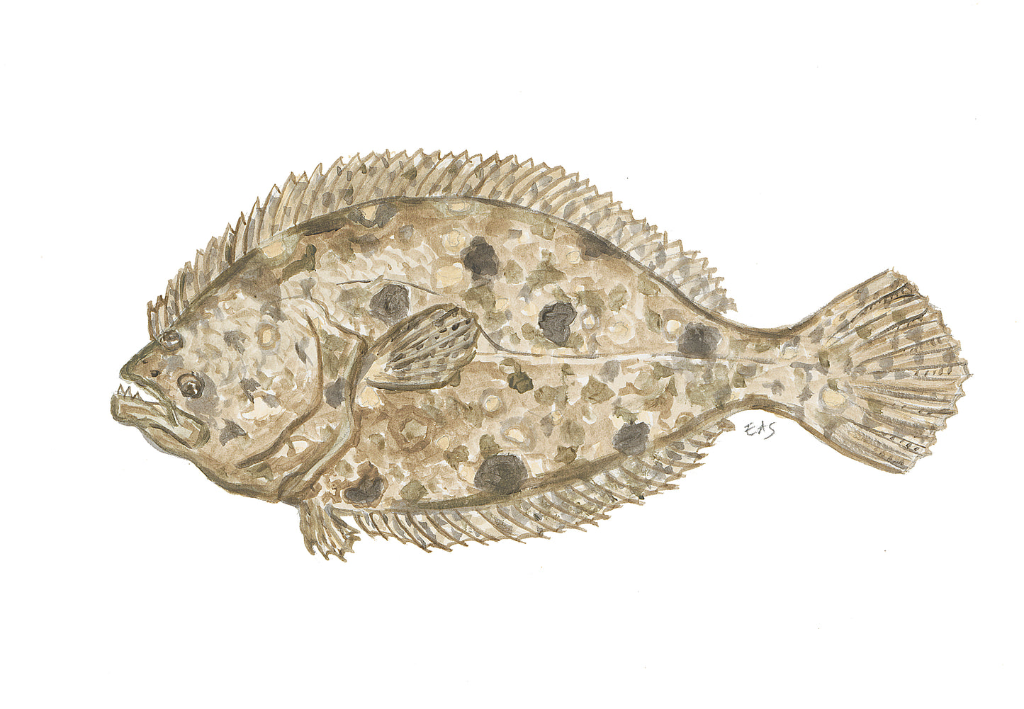 Flounder