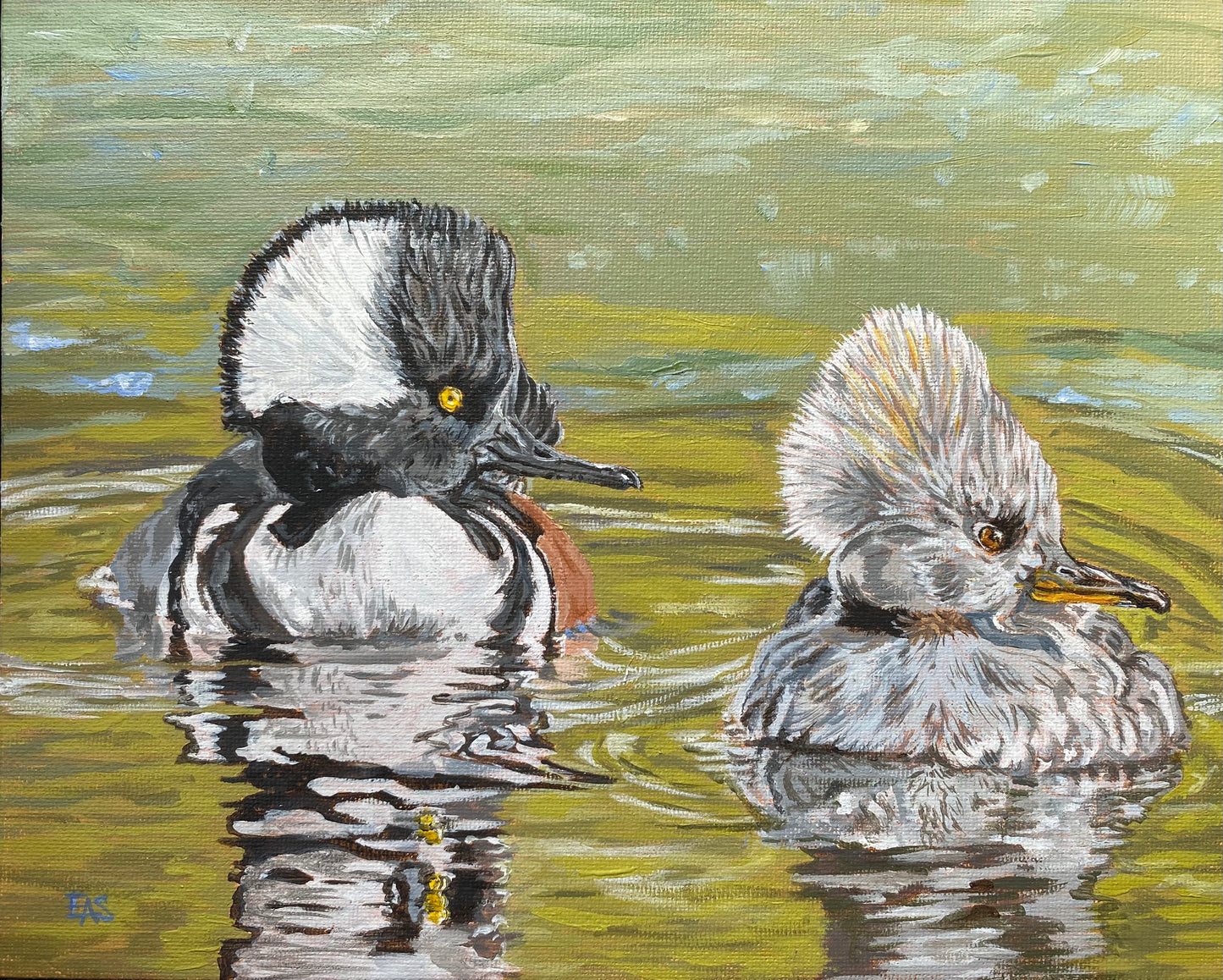 Hooded Merganser Pair