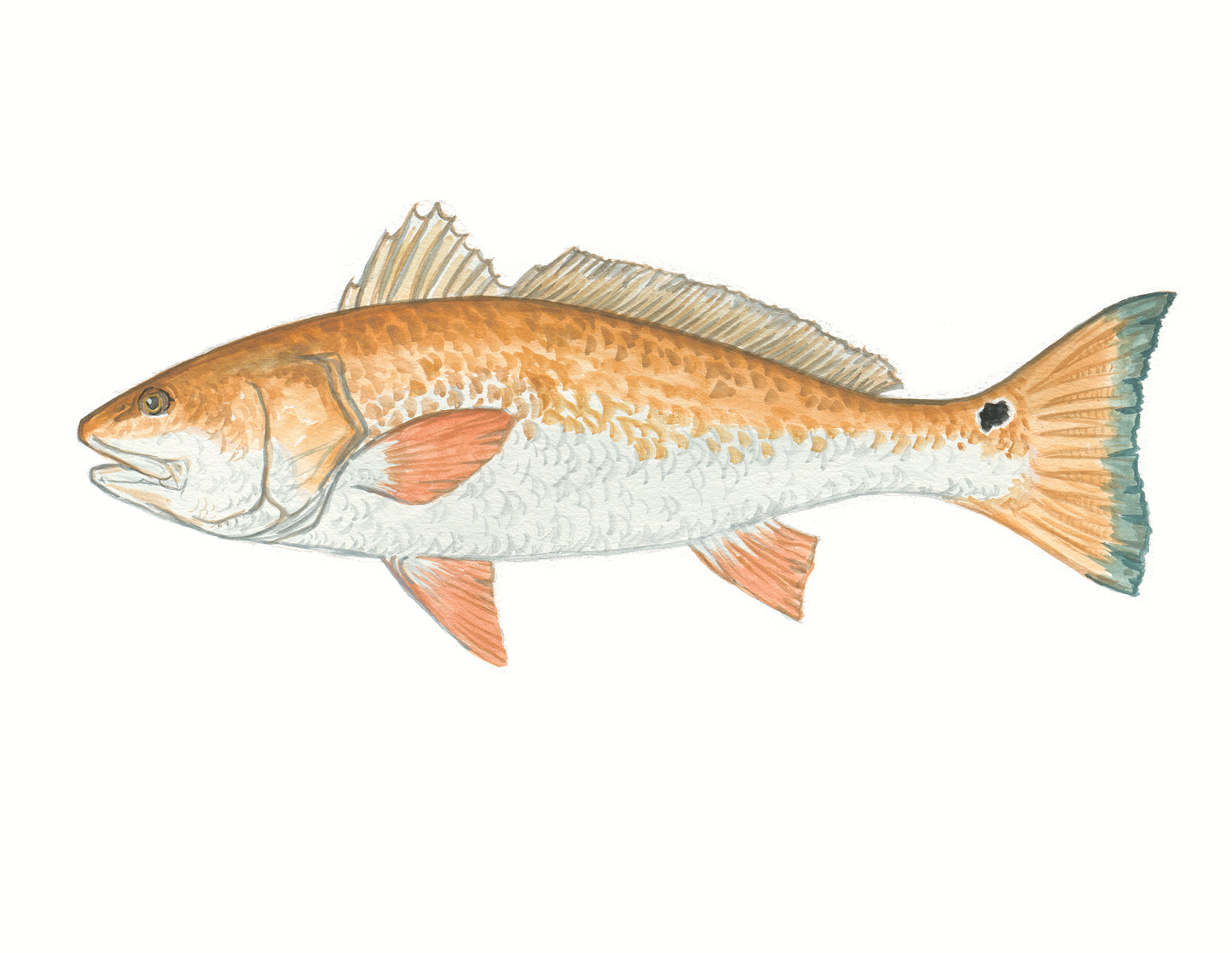 Redfish