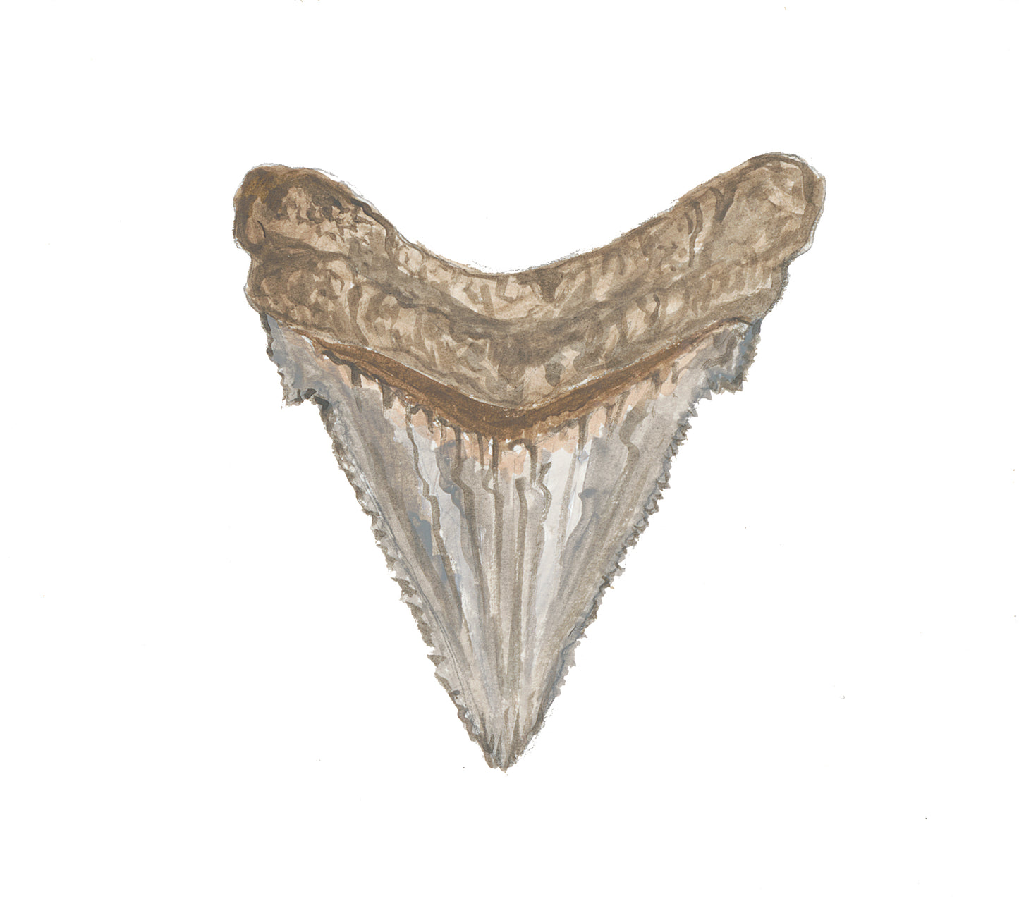 Sharks Tooth