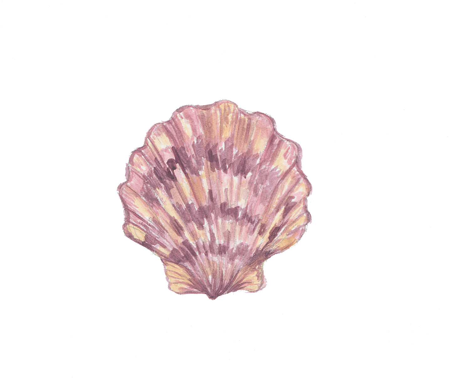 Scallop Sea Shell