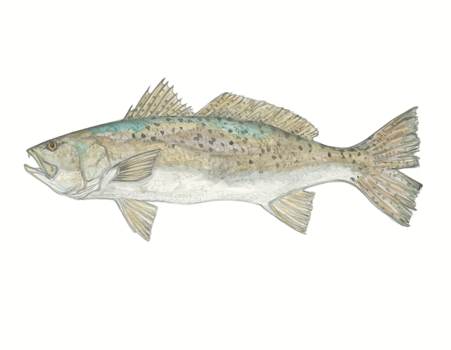 Speckled Trout